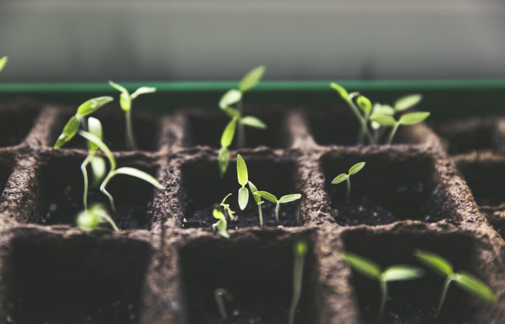 Tuinieren als therapie: handen met aarde en plantje