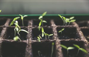 Tuinieren als therapie: handen met aarde en plantje