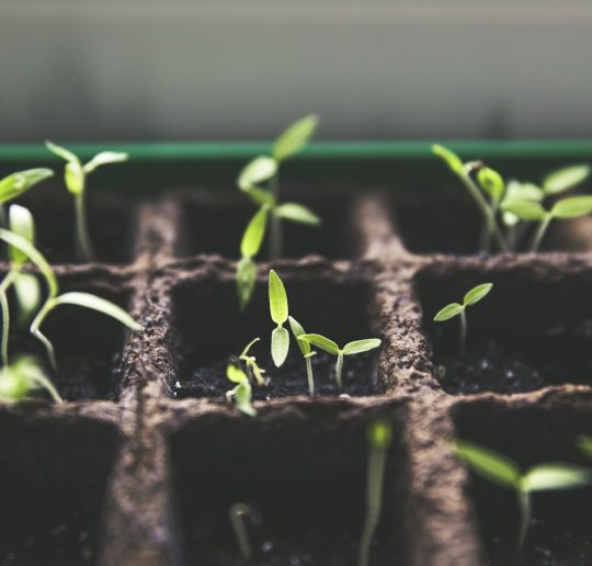 Tuinieren als therapie: handen met aarde en plantje
